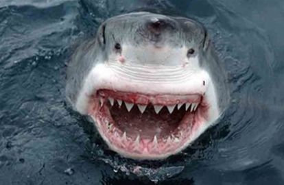 საფრანგეთში ზვიგენმა 15 წლის გოგონა შუაზე გახლიჩა