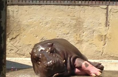 როგორ არის ბეჰემოტი, რომელიც გმირთა მოედანზე აღმოჩნდა