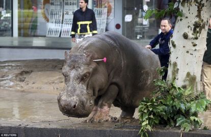თვითმხილველის ჩანაწერი ცხოველების დახოცვაზე - 