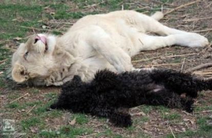 თეთრი ლომის ბოკვერი შუმბა მოკლული იპოვეს