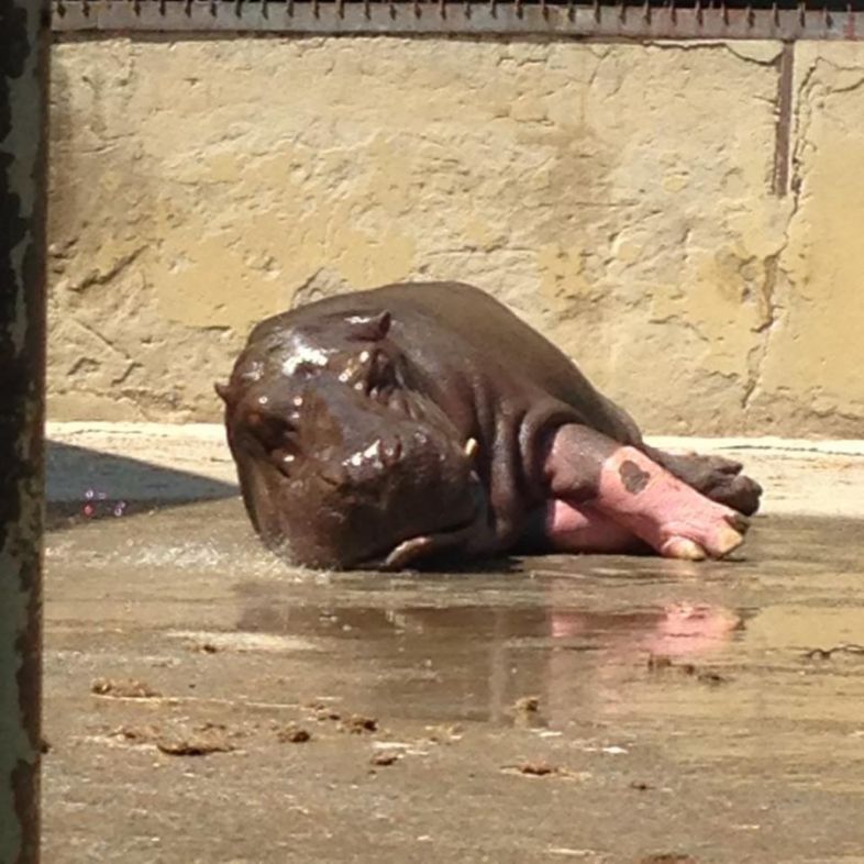 როგორ არის ბეჰემოტი, რომელიც გმირთა მოედანზე აღმოჩნდა