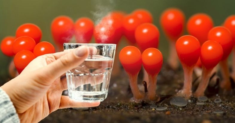 ცხელი წყალი უზმოზე - ტიბეტელი ლამების ჯანმრთელობის საიდუმლო