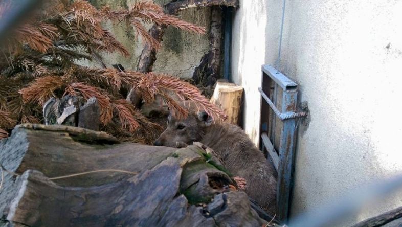 „ერთი ტყვიის დახლაც არ იკმარეს, ფაქტობრივად ცხრილავდნენ საწყალს მხეცებსო...“